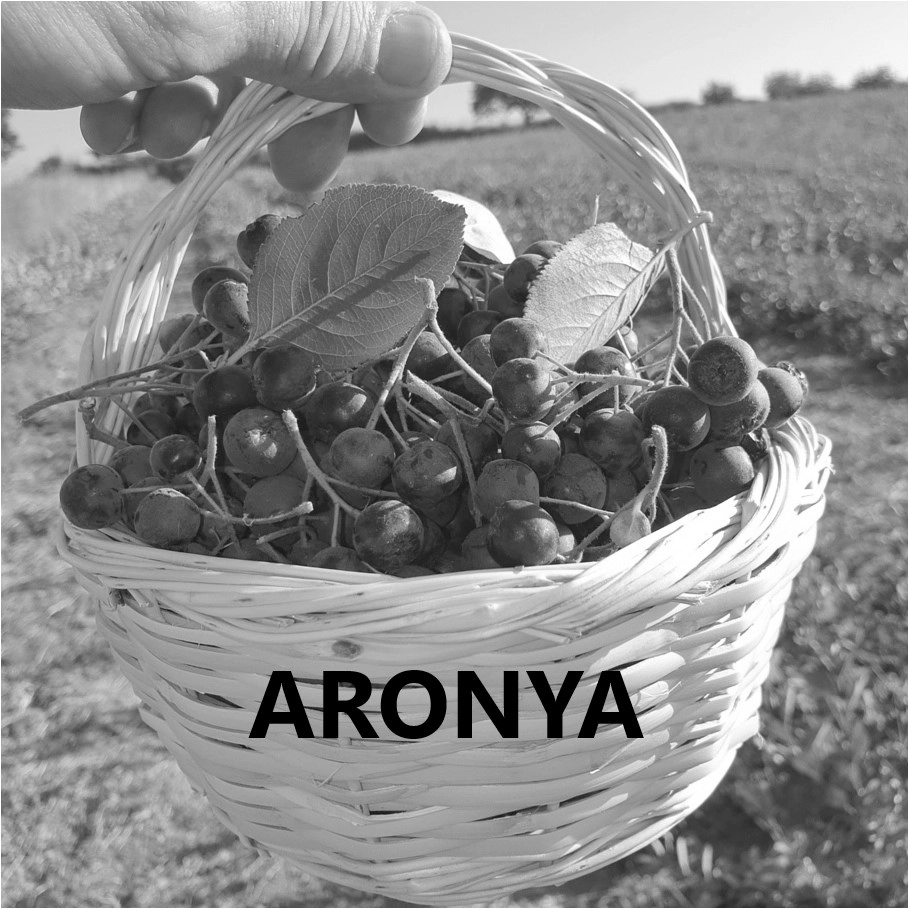 Aronya