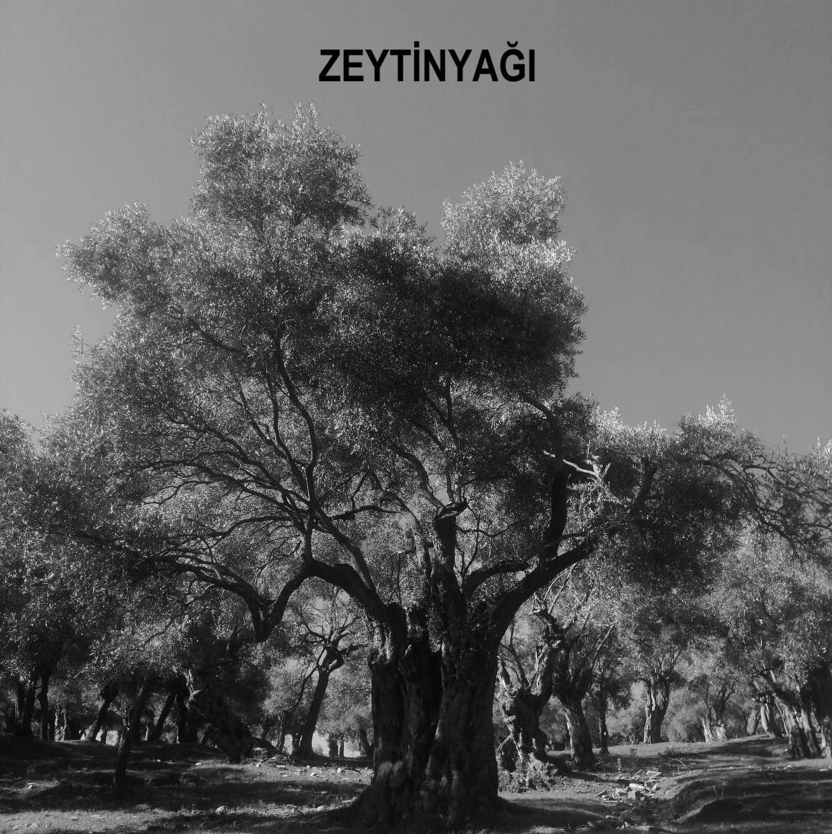 Zeytinyağı