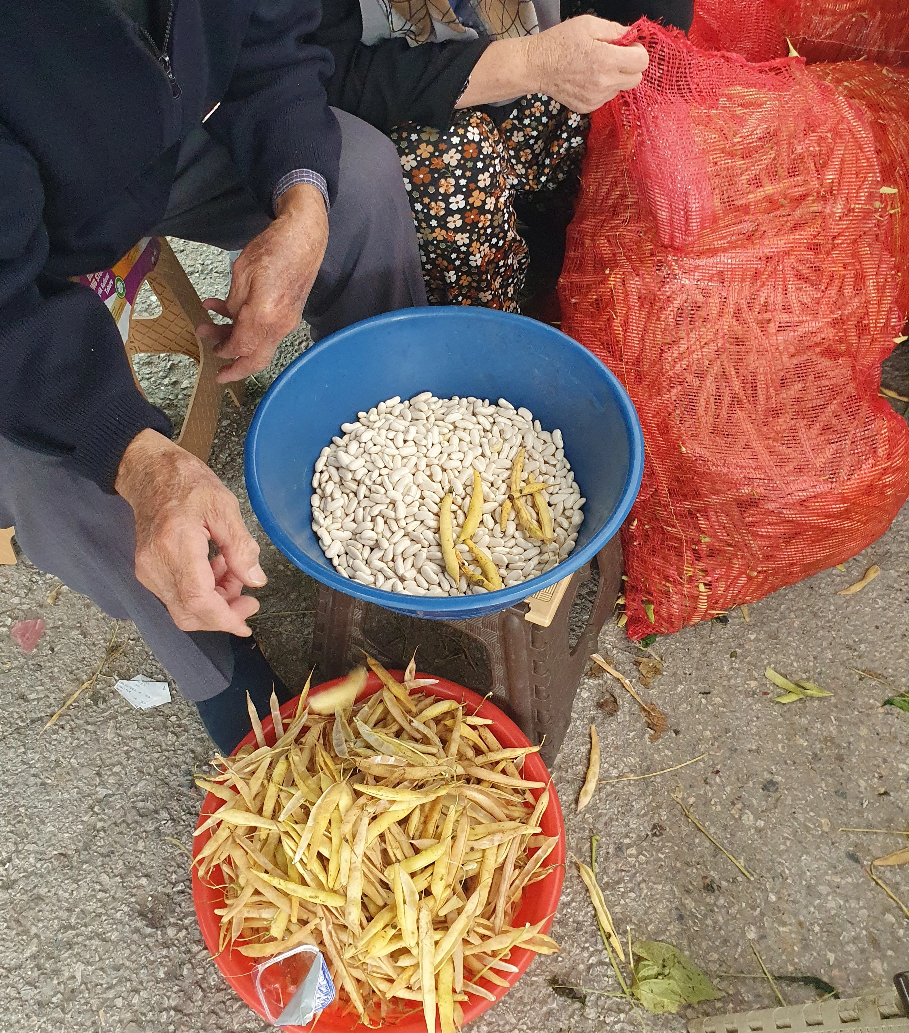 Yaş Manyas Kazak Fasulyesi