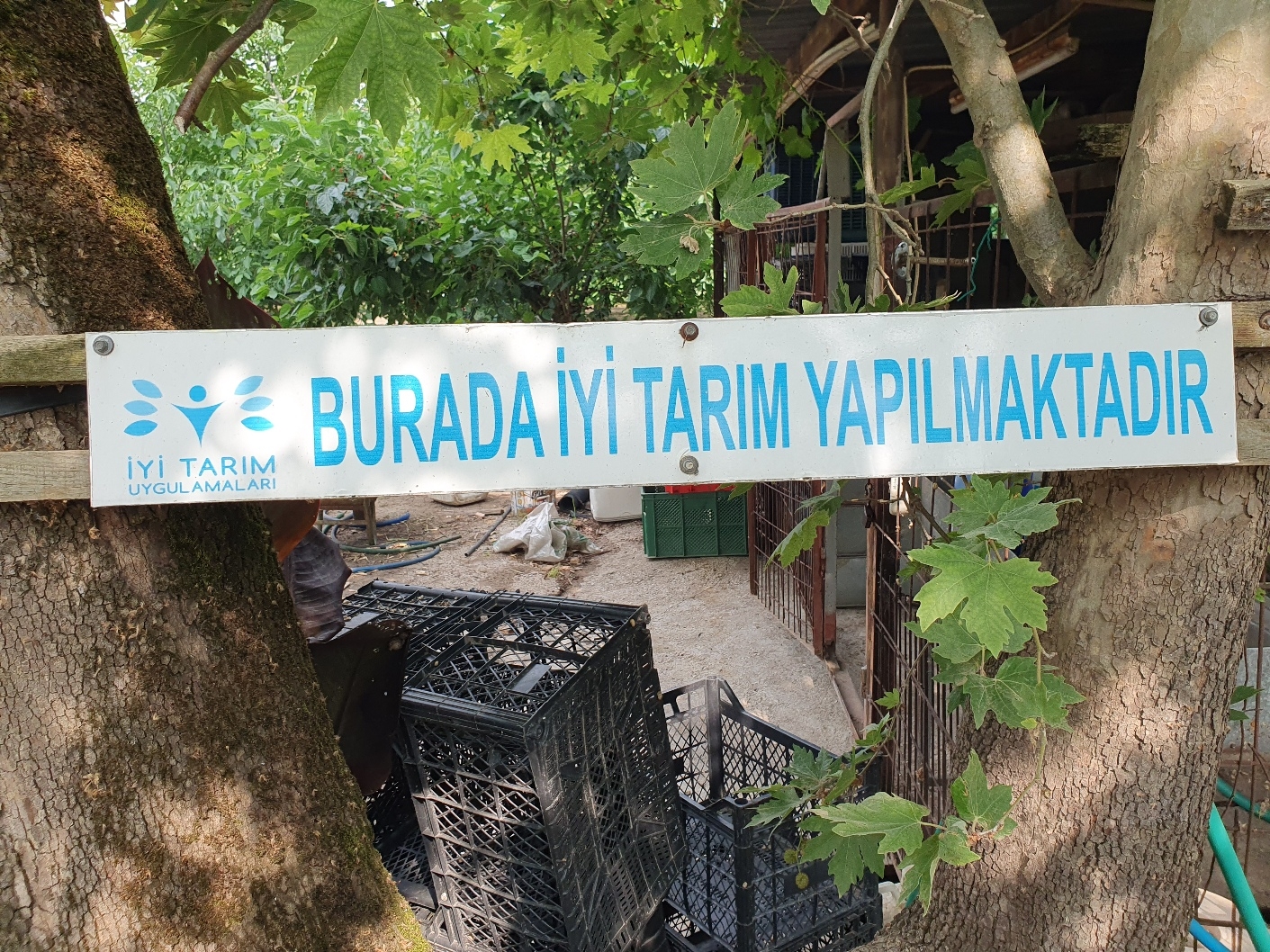 Taze Kuşkonmaz  