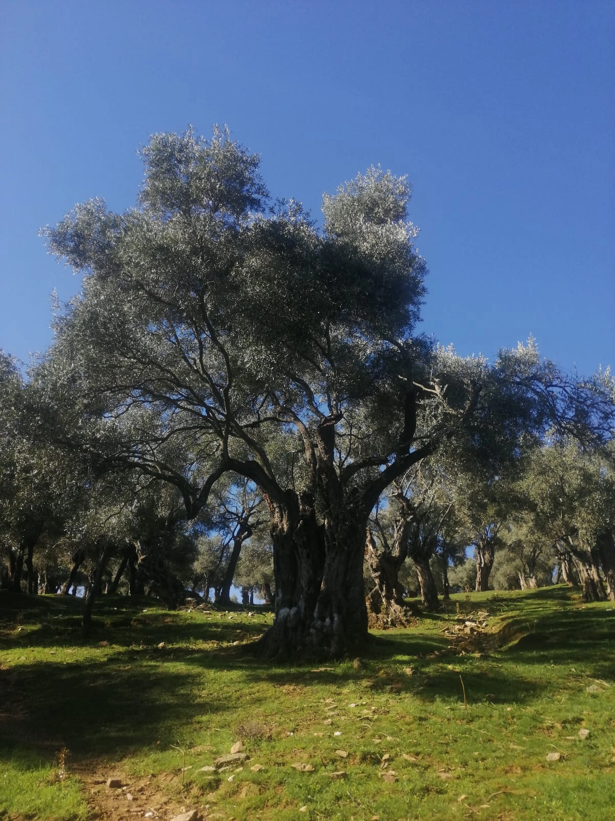 ZEYTİN & ZEYTİNYAĞI